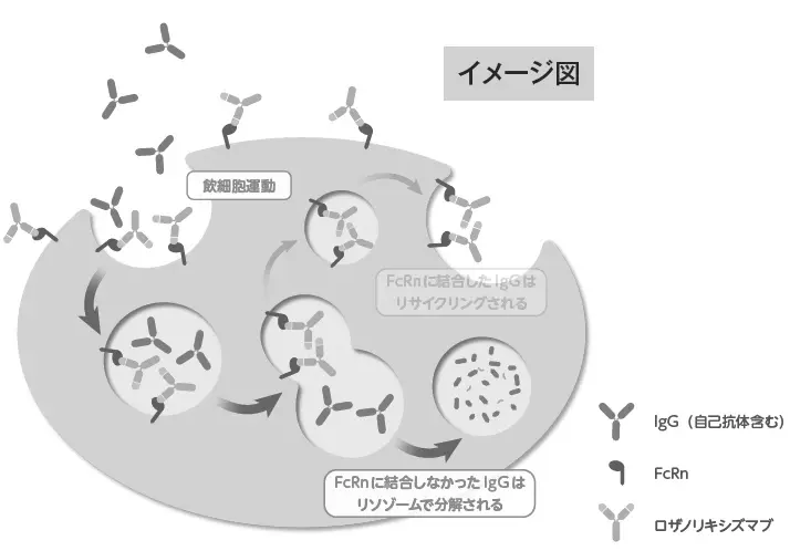 ロザノリキシズマブの作用機序