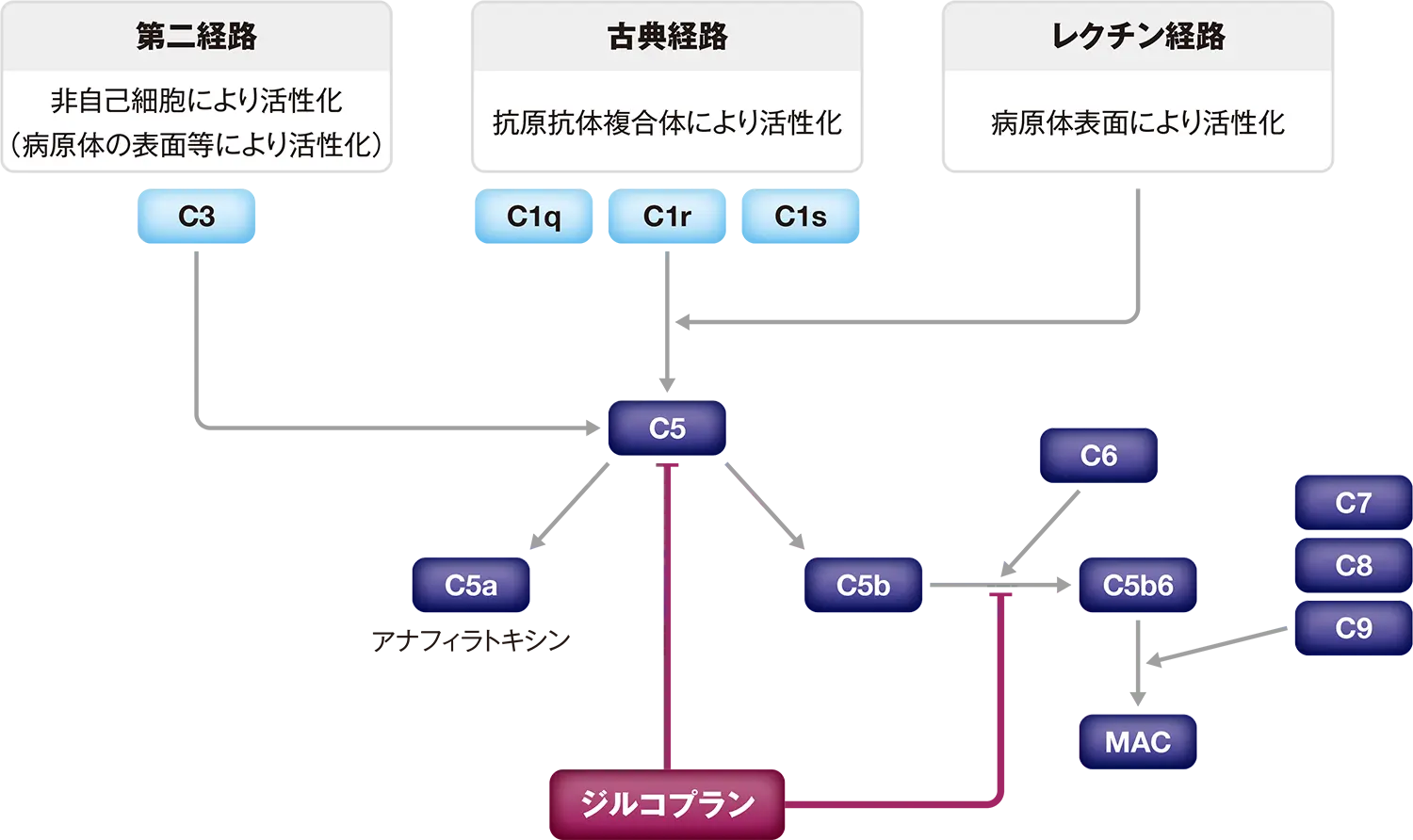 補体活性化経路とジルコプランの作用点