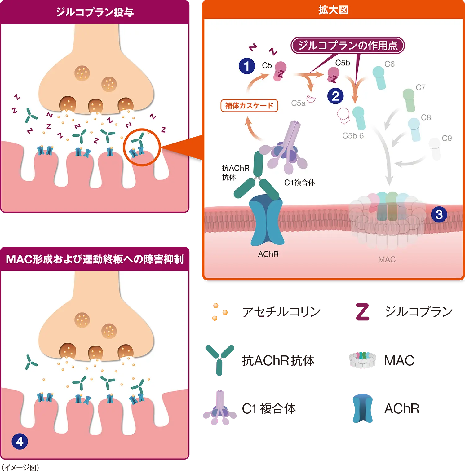 ジルコプランの作用機序