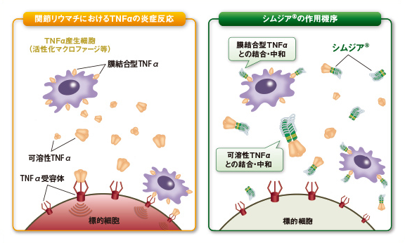 シムジアⓇの作用機序
