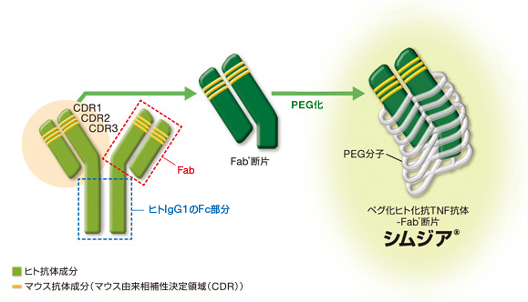 シムジアⓇの構造